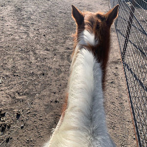 Meet your Posher, Aracelli